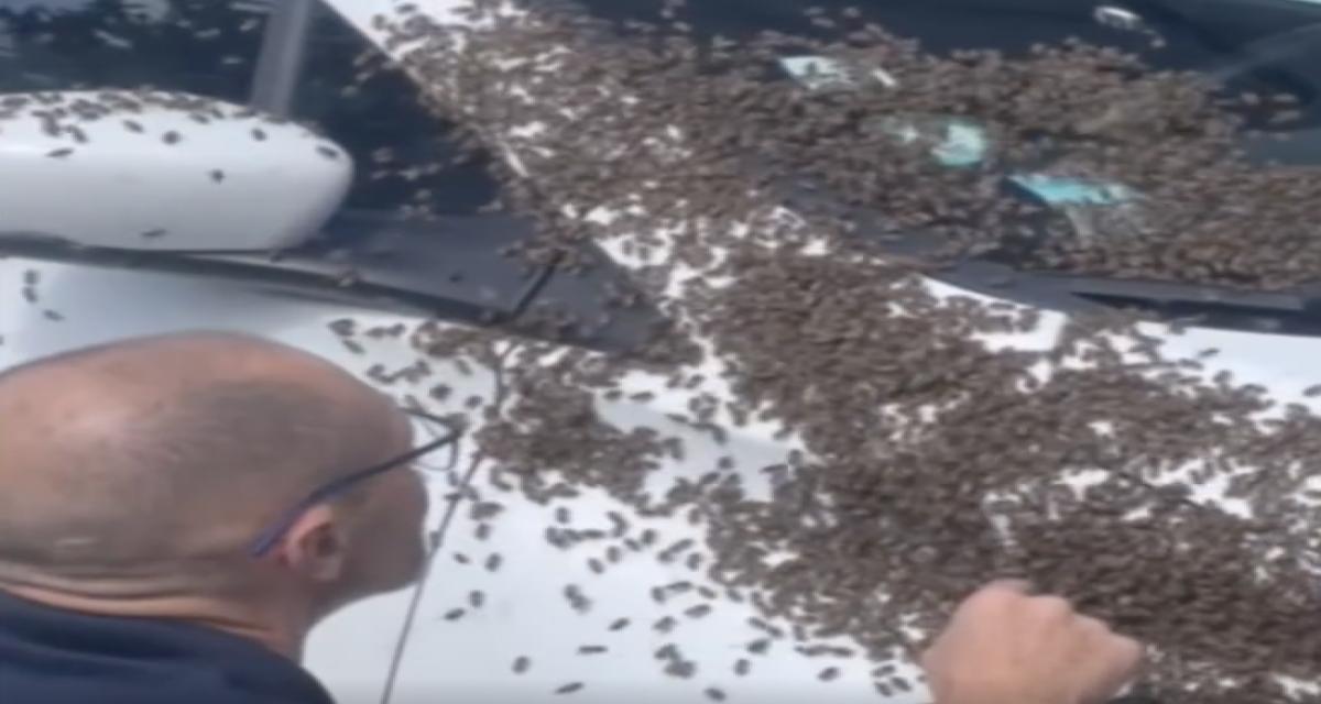 Des abeilles envahissent une voiture : l'intervention improbable des pompiers