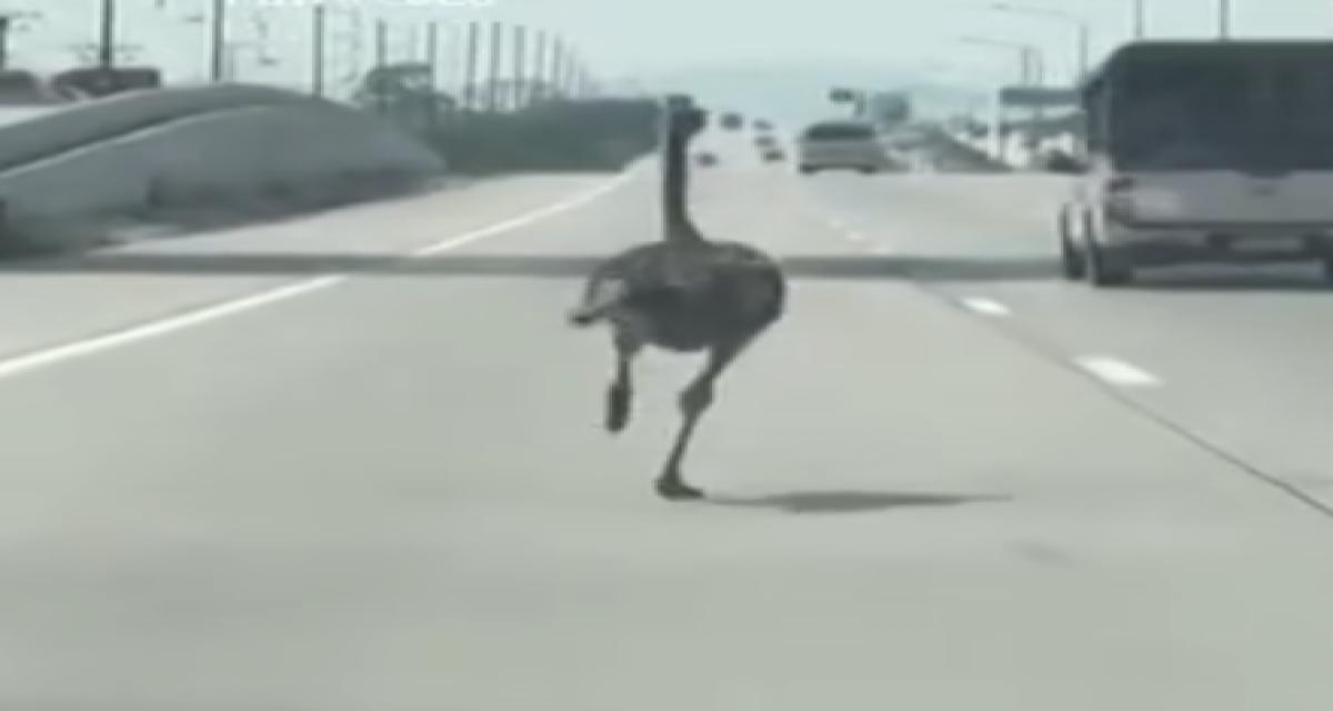 Sur une autoroute, des conducteurs ont pu croiser une autruche à toute vitesse sur la voie de gauche