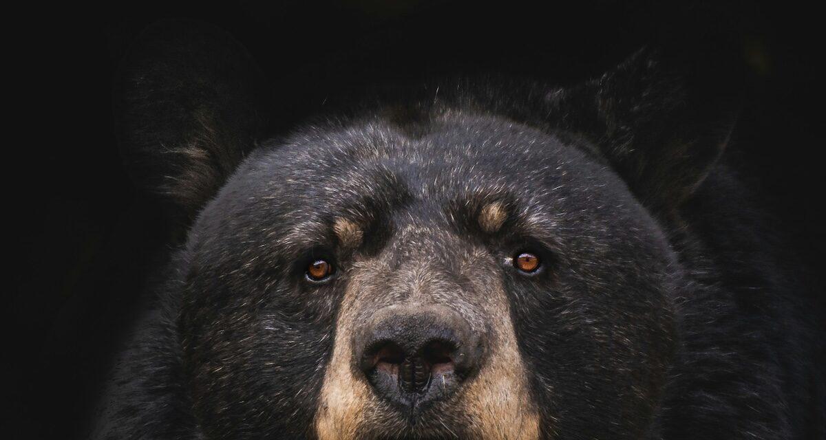 Ils se déguisent en ours et attaquent une voiture de luxe : une tentative inédite de fraude à l'assurance démasquée