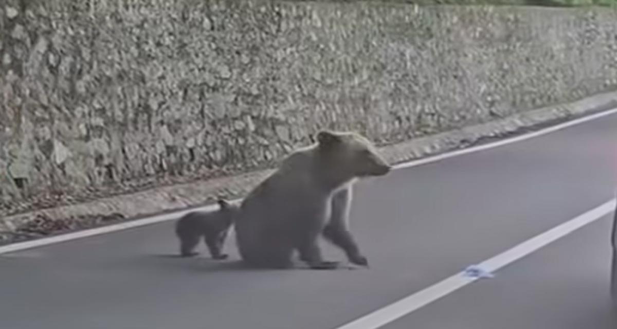 Il s'arrête pour nourrir une ourse et son ourson depuis sa voiture : l'animal brise la vitre et tente de l'extraire de force du véhicule