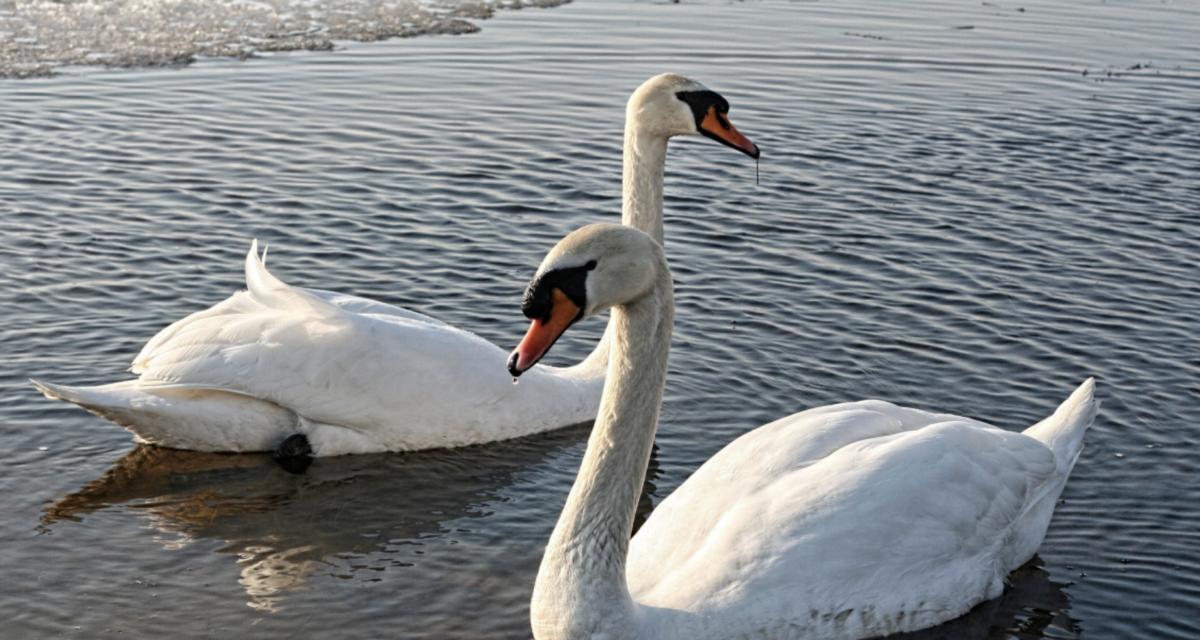 Deux cygnes retrouvés dans le coffre d'une voiture après une tentative d'enlèvement