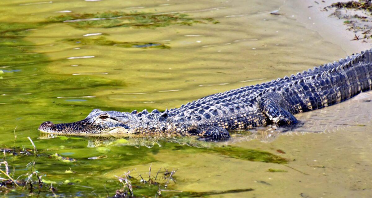 Ivre au volant, il plonge dans un marais pour échapper aux flics et se retrouve face à un alligator