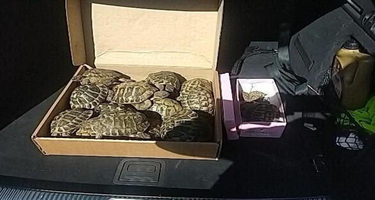 Les gendarmes arrêtent un automobiliste sur l'autoroute... et découvrent 23 tortues cachées dans des cartons dans son coffre