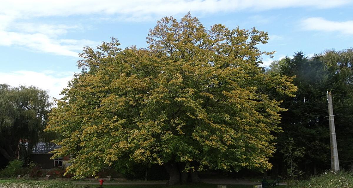 Ne garez jamais votre voiture sous cet arbre en été : ce piège peut abîmer durablement votre carrosserie