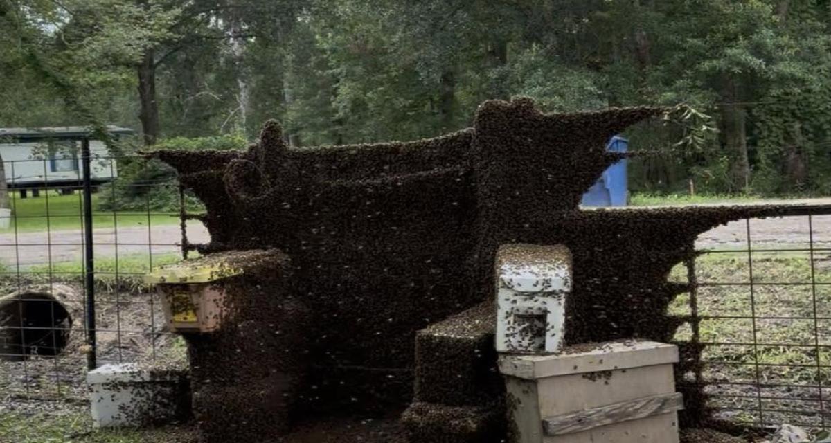 Un camion transportant 2 millions d'abeilles se renverse : un quartier placé en confinement