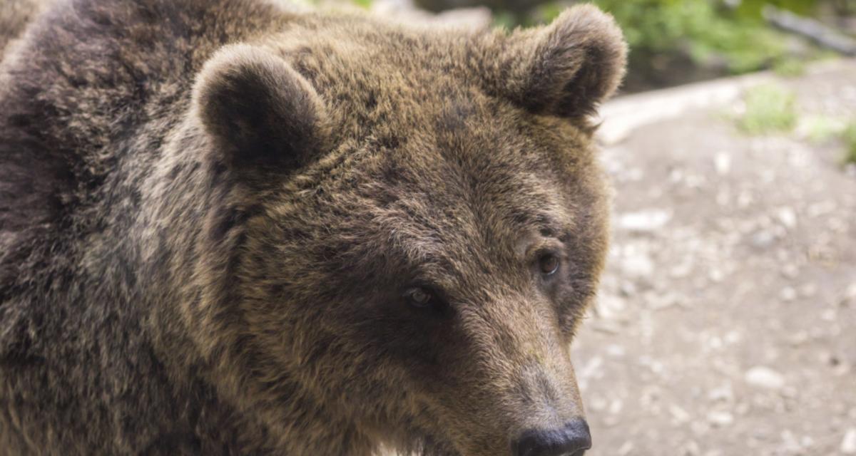 Il ouvre la portière de sa voiture... Et tombe nez-à-nez avec un ours