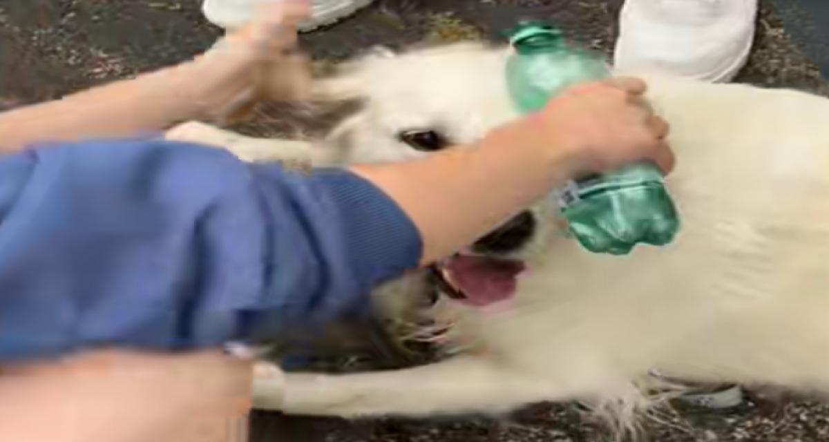 Un chien enfermé dans une voiture sous 50 °C : des passants brisent la vitre et le sauvent in extremis