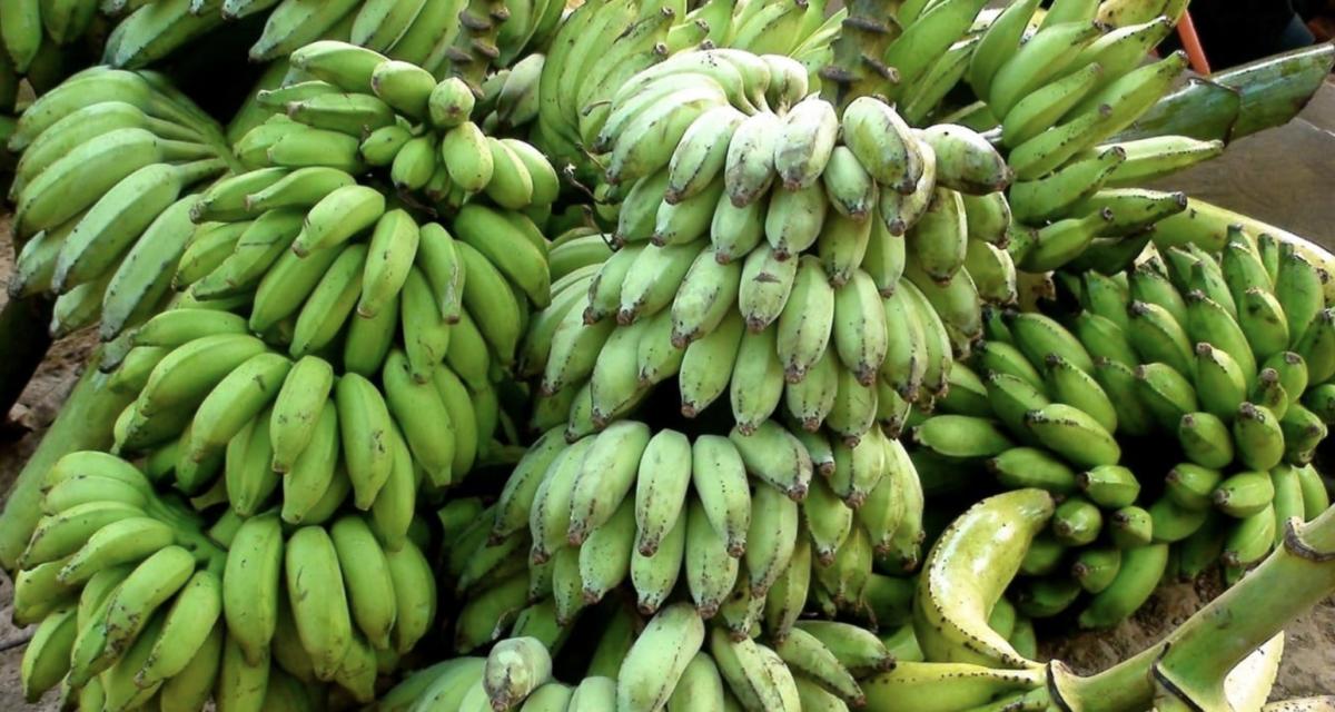 Arrêté par la police, il transportait... 280 kilos de bananes dans sa voiture