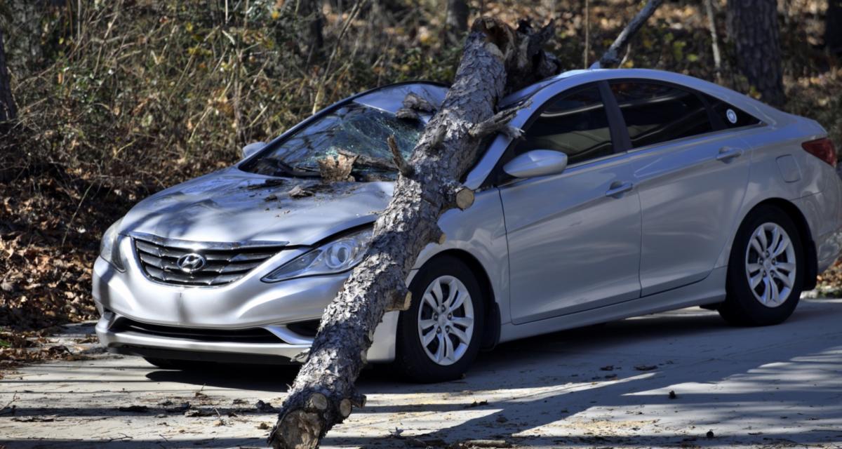 Un arbre tombe sur sa voiture en pleine nuit : la Ville refuse de l'indemniser