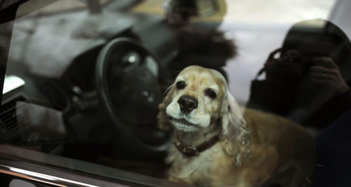 Un arrêté anti-canicule autorise la police à forcer les voitures pour sauver les animaux abandonnés à bord dès 20°C