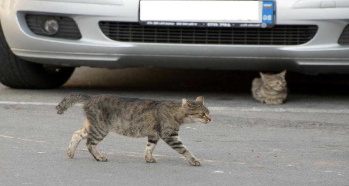 Porté disparu pendant cinq jours, ce chat est retrouvé enfermé dans une voiture