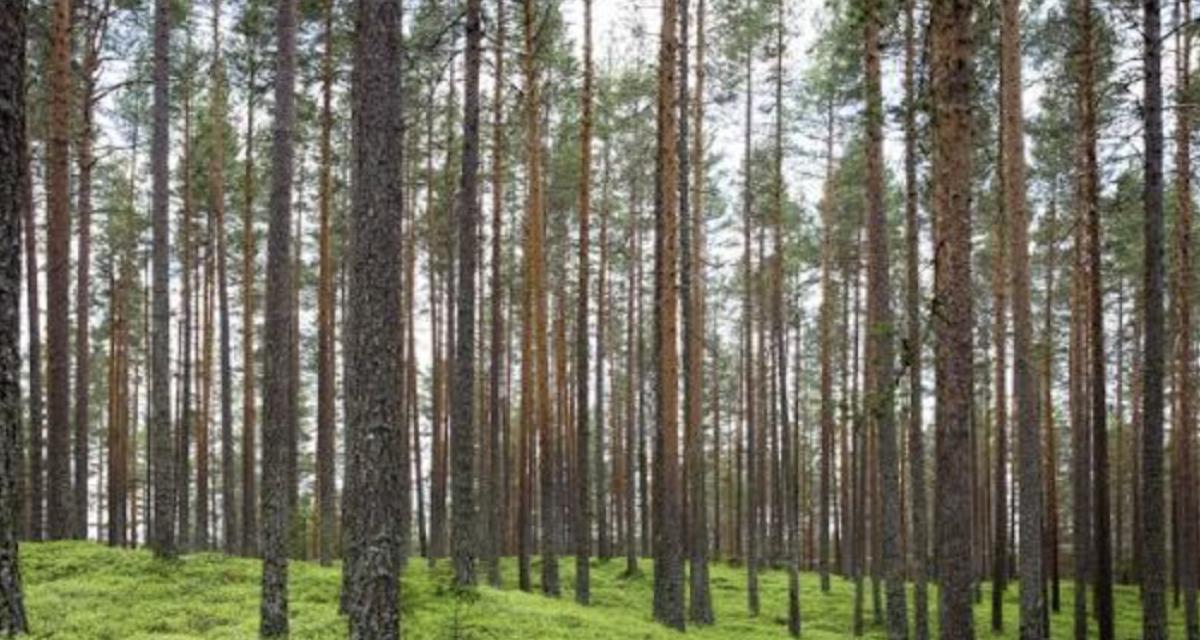 Cette voiture parcourt ce département pour mieux connaître les arbres