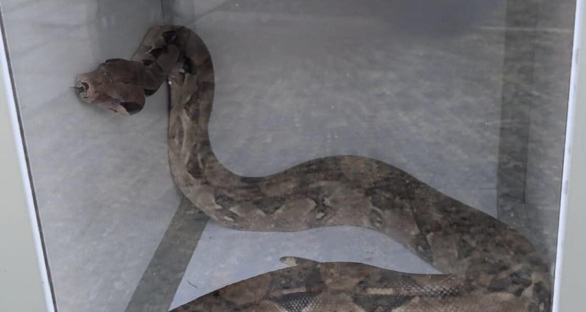 Il ouvre son capot pour changer sa batterie et tombe sur un boa constrictor d'1m50 : la scène incroyable qui a mobilisé 5 pompiers