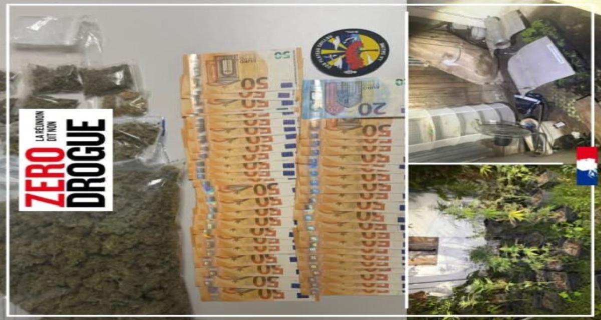 Le conducteur passe le test salivaire haut la main... mais les gendarmes et leur chien renifleur ont quand même trouvé sa plantation de cannabis chez lui
