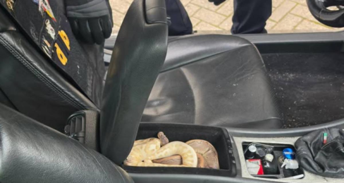 D'abord des souris, puis un poisson rouge, puis... deux pythons : le coffre de cet automobiliste ivre cachait bien des secrets